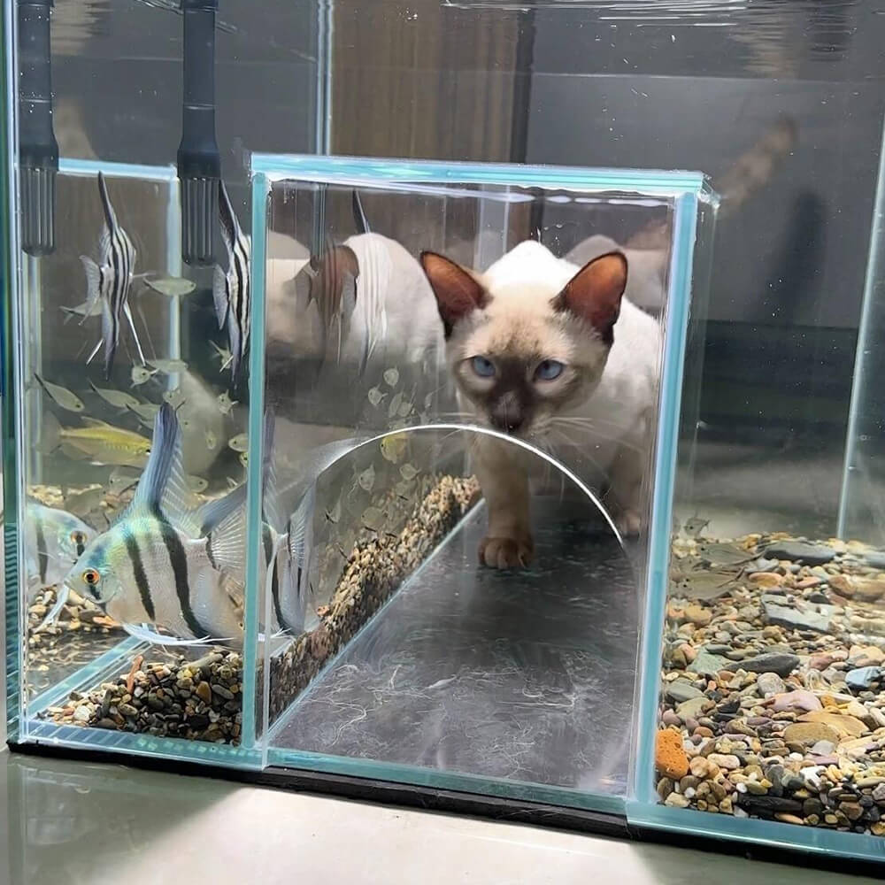 Internal Tunnel Cat Aquarium - Cat Aquarium V3